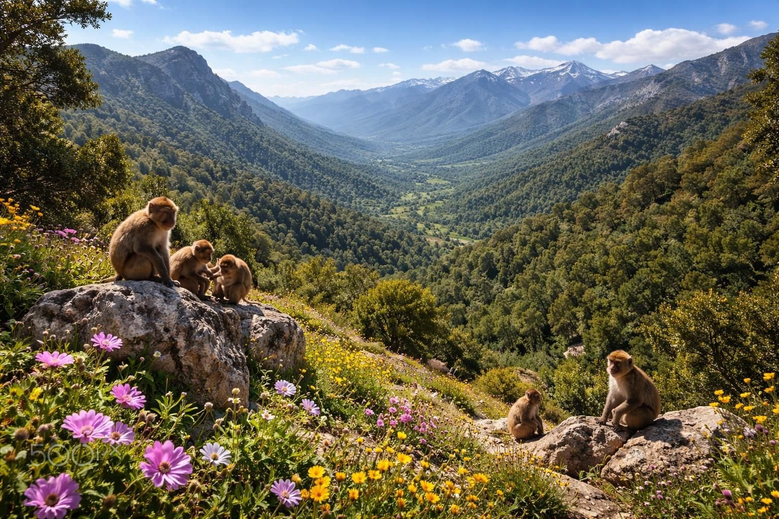 explorez les paysages époustouflants et la biodiversité unique des montagnes du rif en 2026. une aventure naturelle à ne pas manquer pour les amoureux de la nature.
